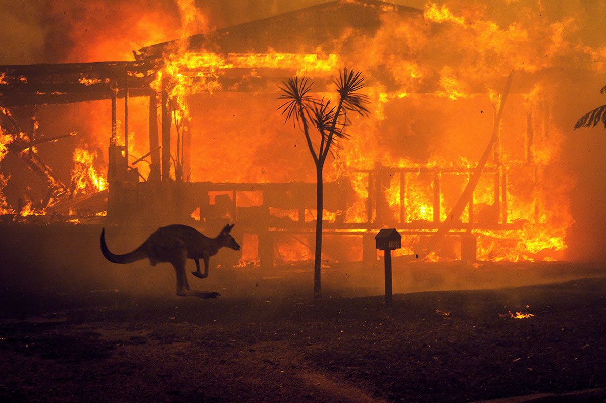 Feuer in Australien - Känguru