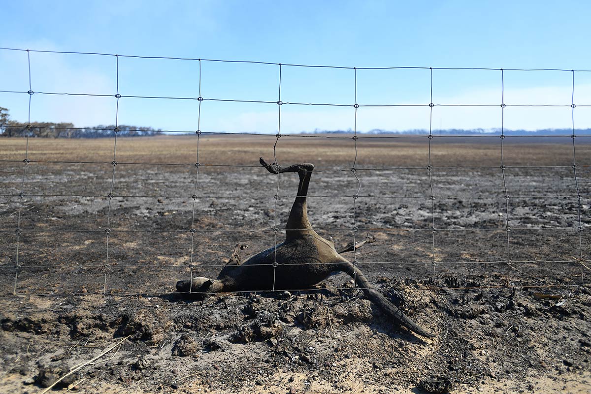 Feuer in Australien
