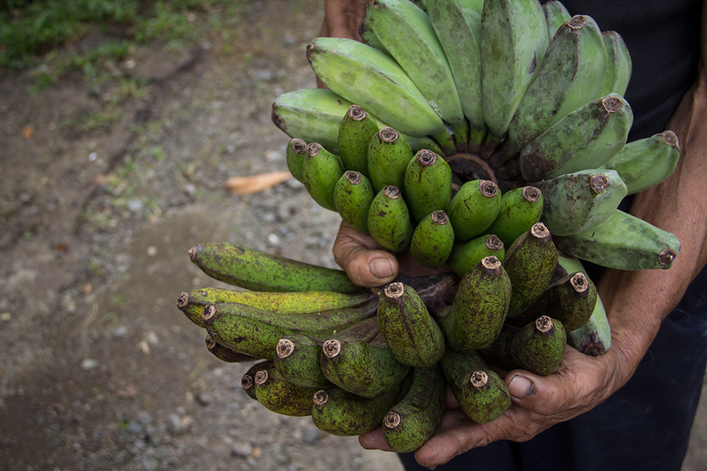 Vom Aussterben Bedroht Gibt Es Bald Keine Bananen Mehr