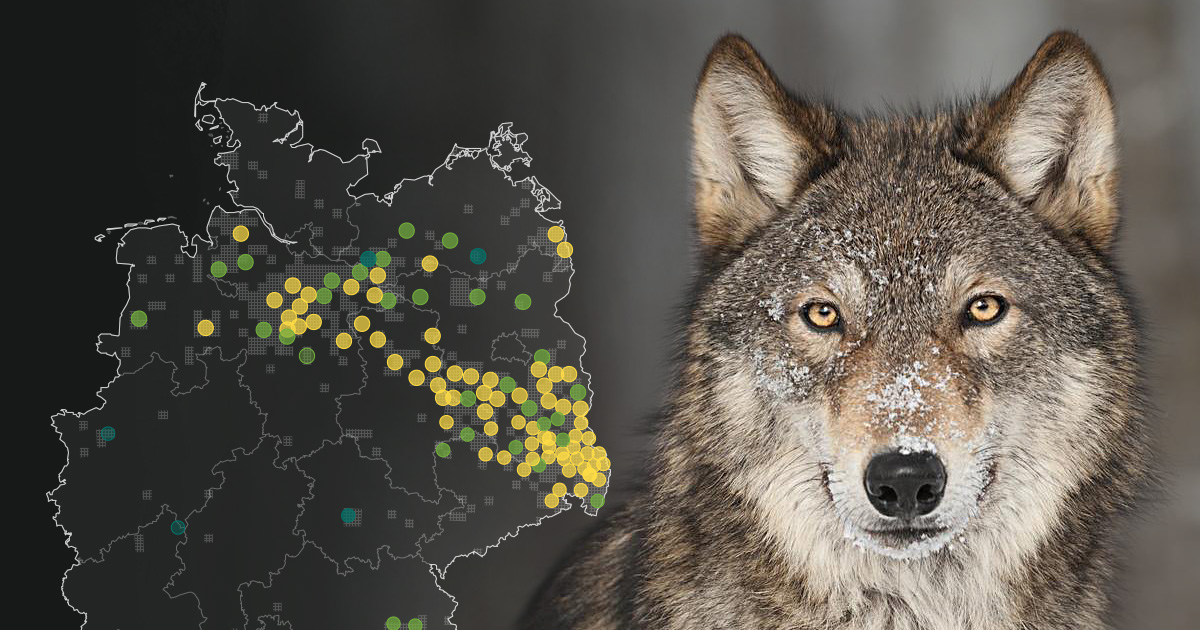 Wölfe in Deutschland: Interaktive Karte der Vorkommen